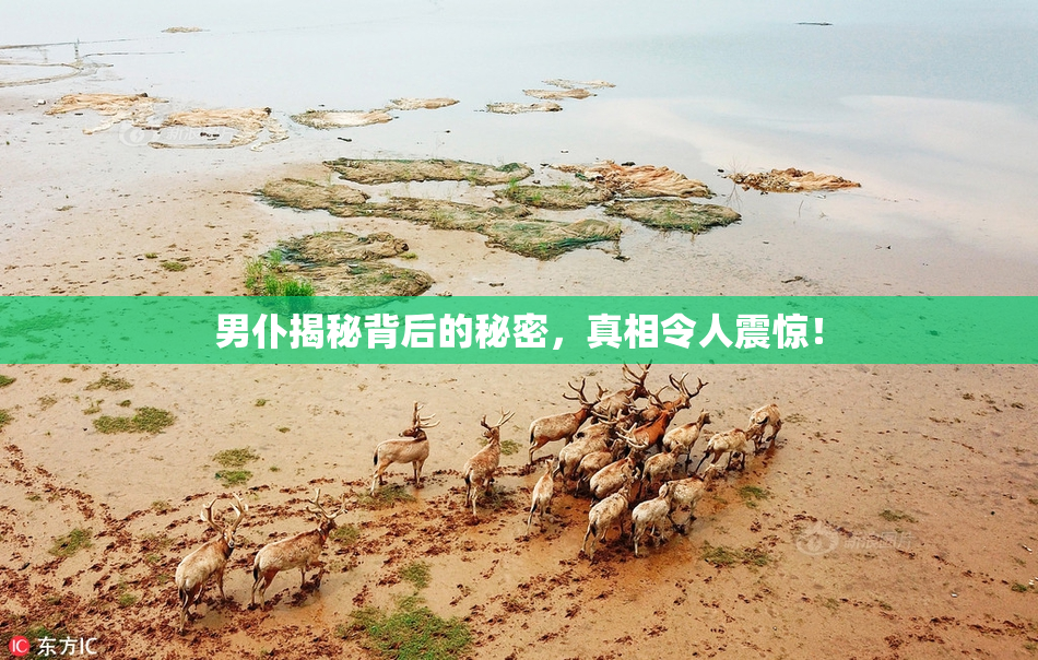 男仆揭秘背后的秘密，真相令人震惊！