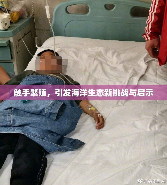触手繁殖，引发海洋生态新挑战与启示