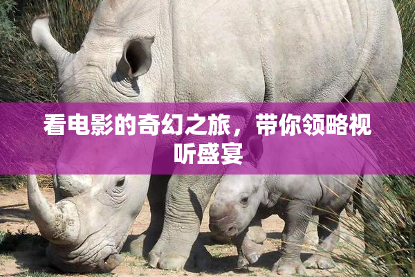 看电影的奇幻之旅，带你领略视听盛宴