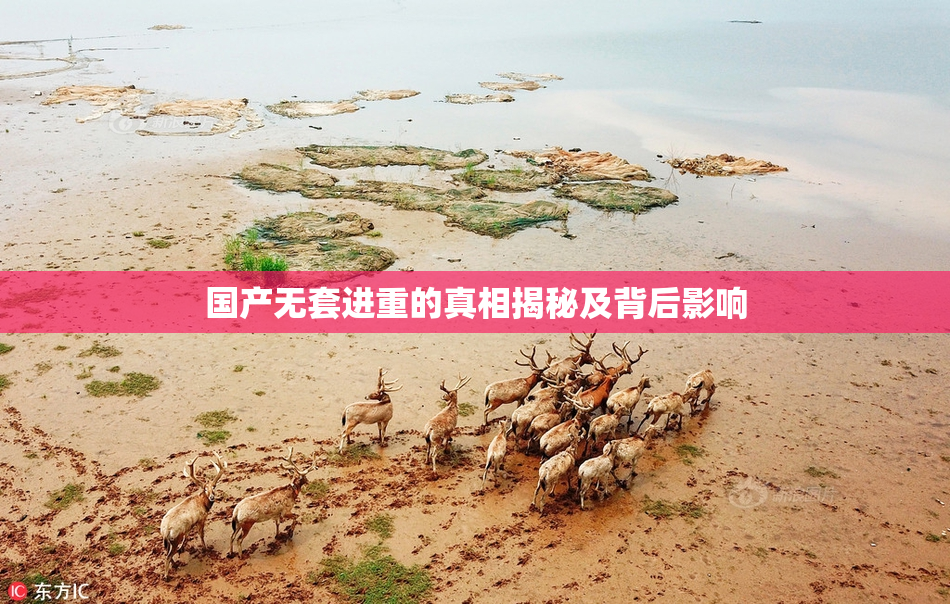 国产无套进重的真相揭秘及背后影响