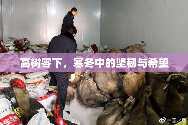 高树零下，寒冬中的坚韧与希望