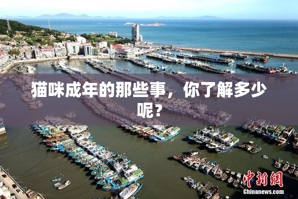 猫咪成年的那些事，你了解多少呢？