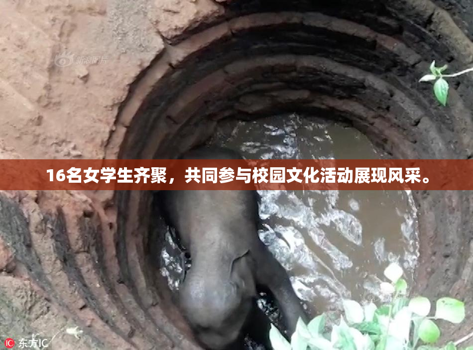 16名女学生齐聚，共同参与校园文化活动展现风采。
