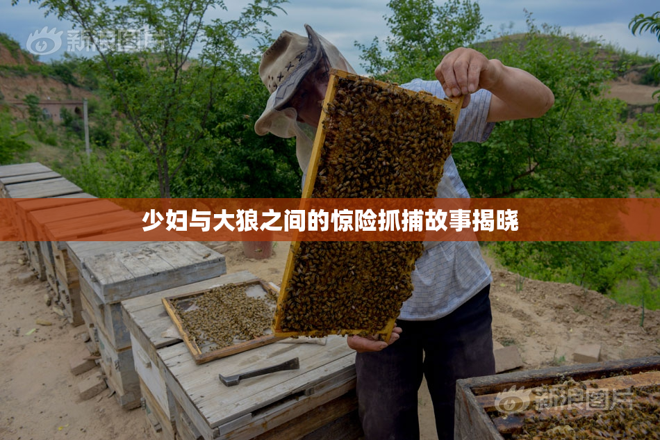少妇与大狼之间的惊险抓捕故事揭晓