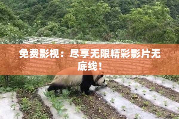 免费影视：尽享无限精彩影片无底线！