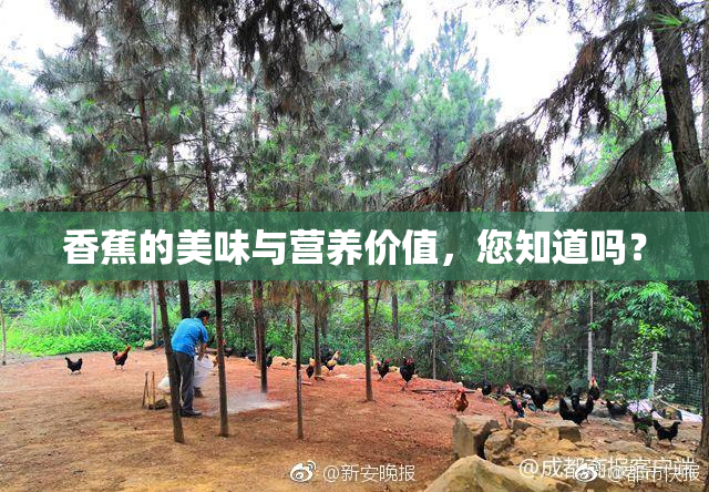 香蕉的美味与营养价值，您知道吗？