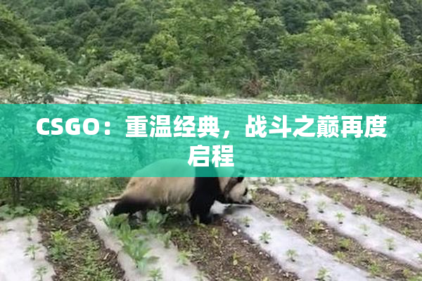 CSGO：重温经典，战斗之巅再度启程