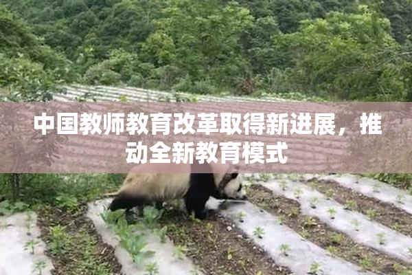 中国教师教育改革取得新进展，推动全新教育模式