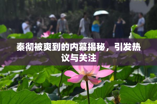 秦彻被爽到的内幕揭秘，引发热议与关注