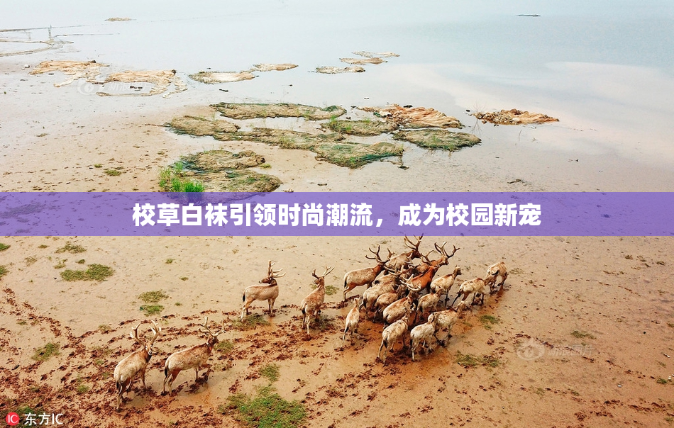 校草白袜引领时尚潮流，成为校园新宠