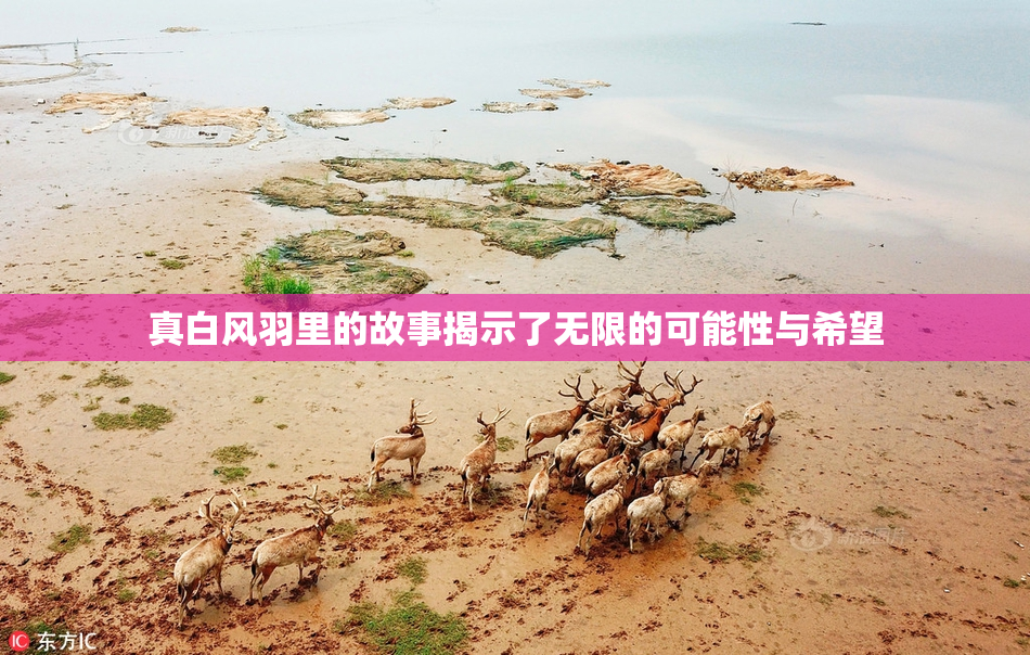 真白风羽里的故事揭示了无限的可能性与希望