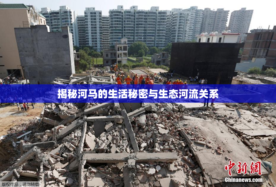 揭秘河马的生活秘密与生态河流关系