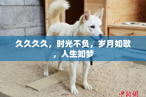 久久久久，时光不负，岁月如歌，人生如梦
