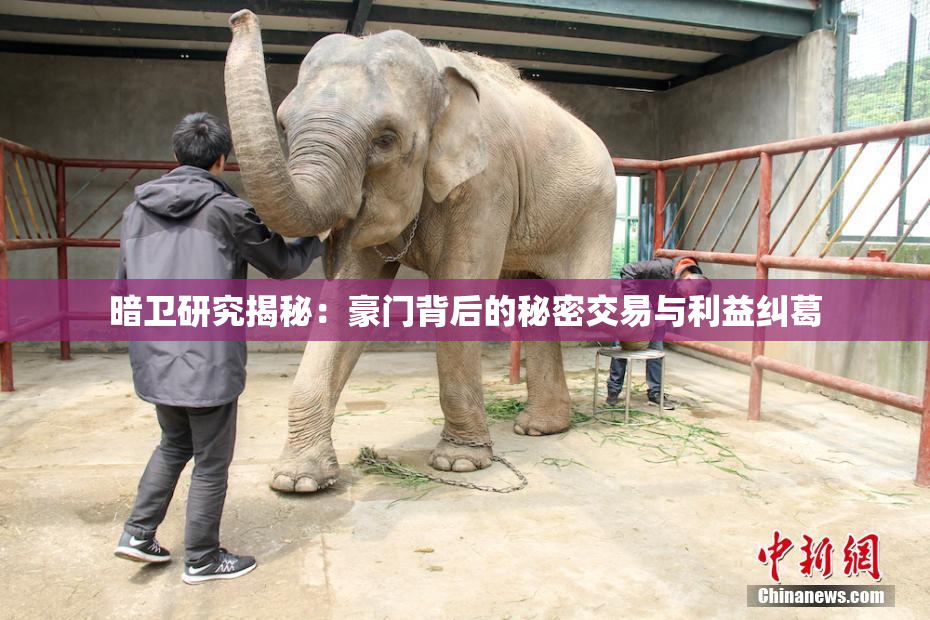 暗卫研究揭秘：豪门背后的秘密交易与利益纠葛