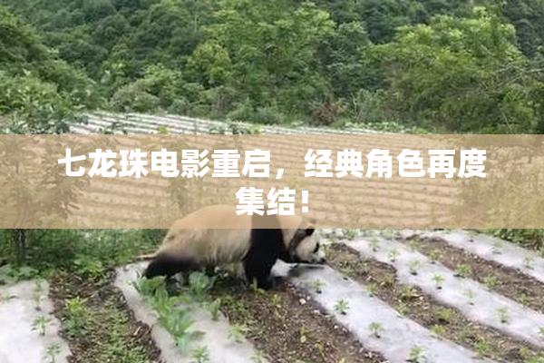 七龙珠电影重启，经典角色再度集结！