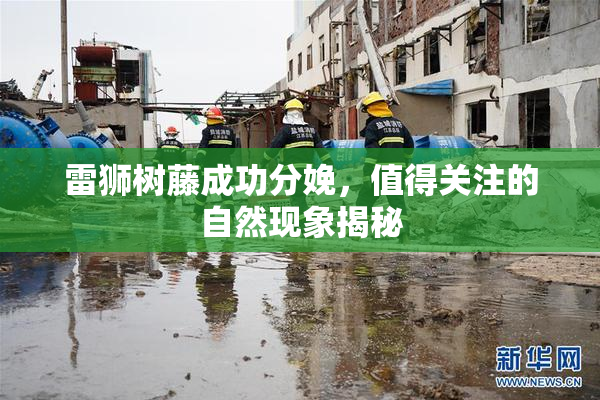 雷狮树藤成功分娩，值得关注的自然现象揭秘