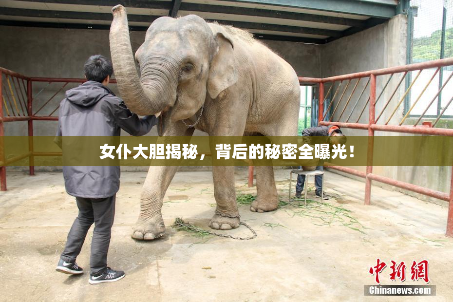 女仆大胆揭秘，背后的秘密全曝光！