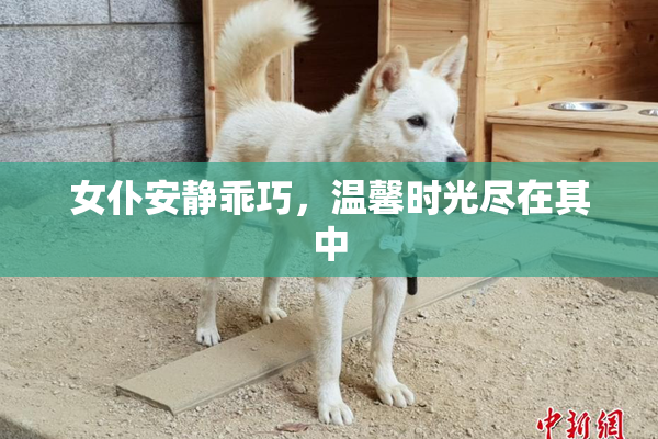女仆安静乖巧，温馨时光尽在其中
