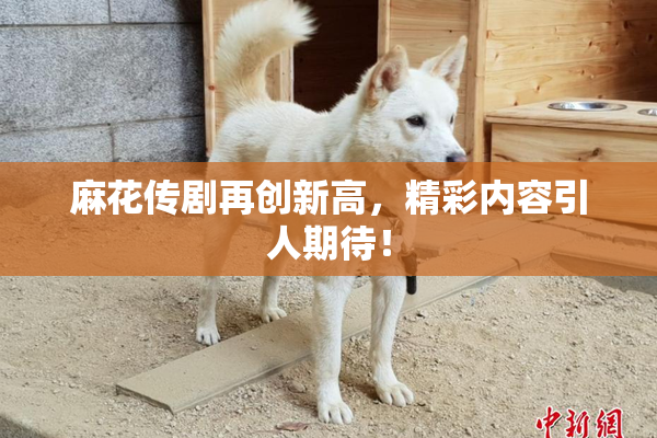 麻花传剧再创新高，精彩内容引人期待！