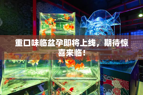 重口味临盆孕即将上线，期待惊喜来临！