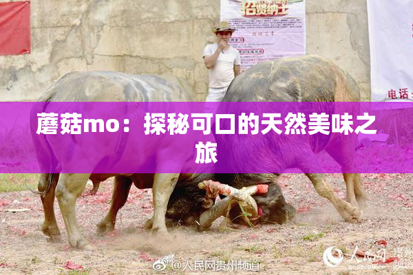 蘑菇mo：探秘可口的天然美味之旅