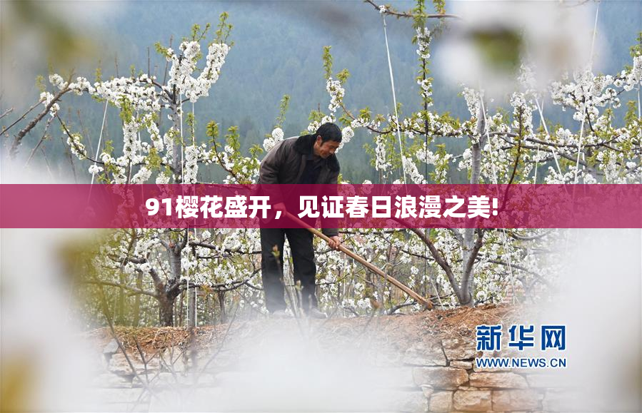 91樱花盛开，见证春日浪漫之美!