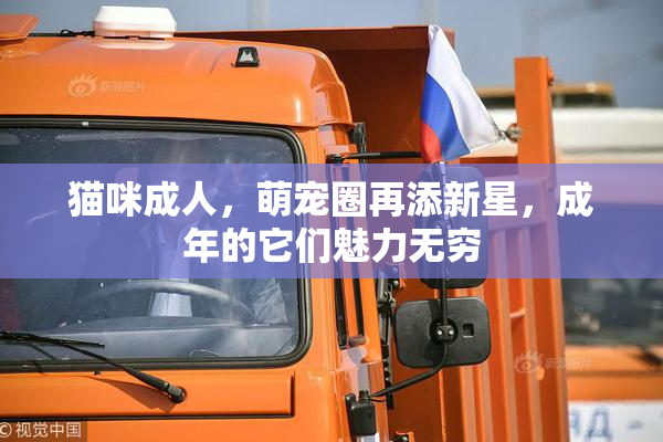 猫咪成人，萌宠圈再添新星，成年的它们魅力无穷
