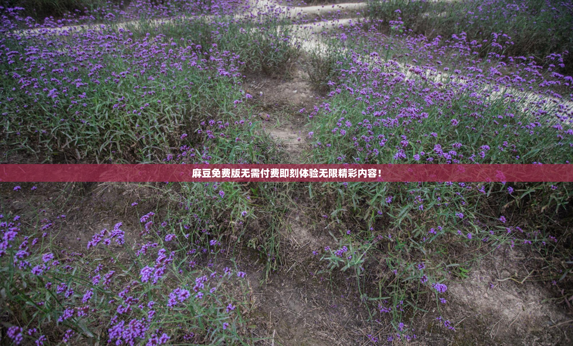 麻豆免费版无需付费即刻体验无限精彩内容！