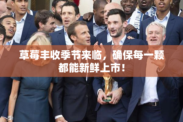 草莓丰收季节来临，确保每一颗都能新鲜上市！