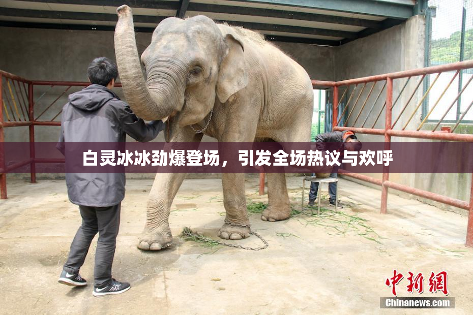 白灵冰冰劲爆登场，引发全场热议与欢呼