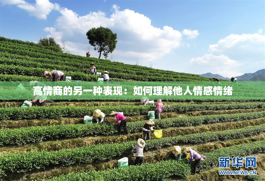 高情商的另一种表现：如何理解他人情感情绪