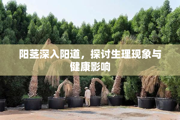 阳茎深入阳道，探讨生理现象与健康影响