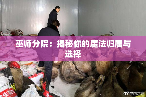 巫师分院：揭秘你的魔法归属与选择