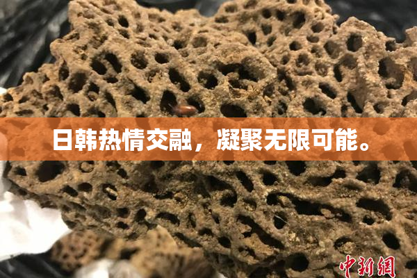 日韩热情交融，凝聚无限可能。