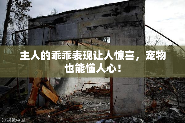 主人的乖乖表现让人惊喜，宠物也能懂人心！