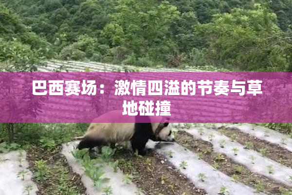 巴西赛场：激情四溢的节奏与草地碰撞
