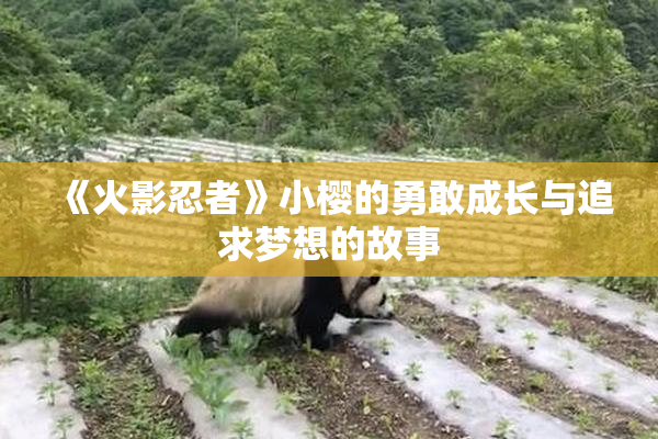 《火影忍者》小樱的勇敢成长与追求梦想的故事