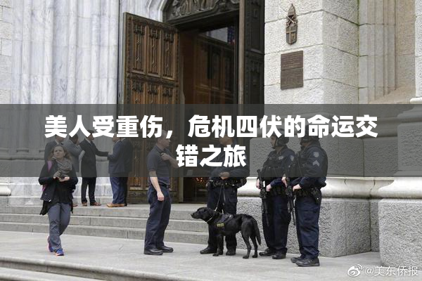美人受重伤，危机四伏的命运交错之旅