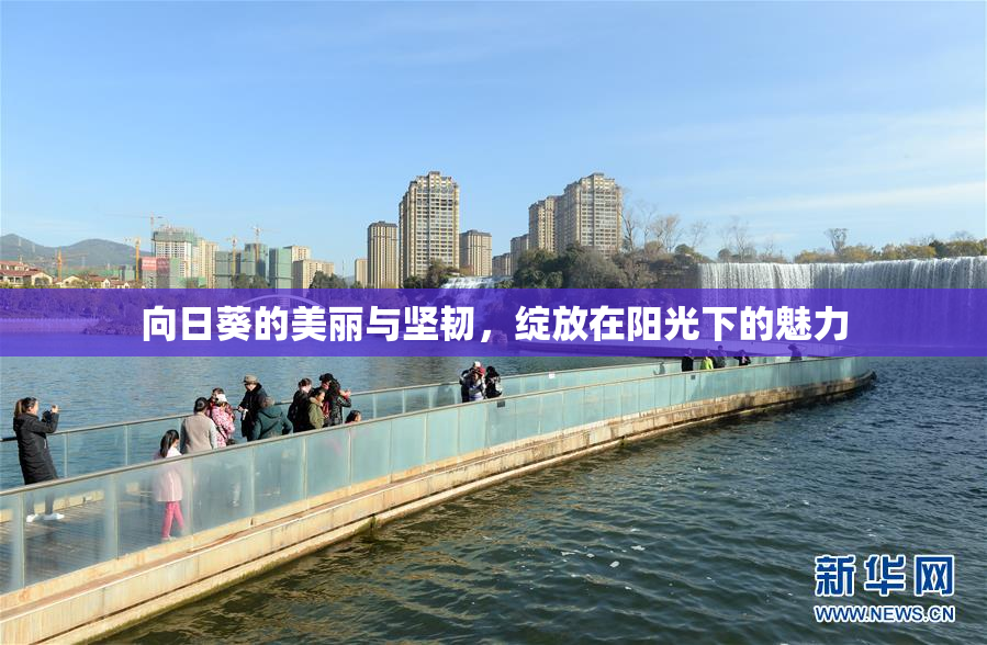 向日葵的美丽与坚韧，绽放在阳光下的魅力