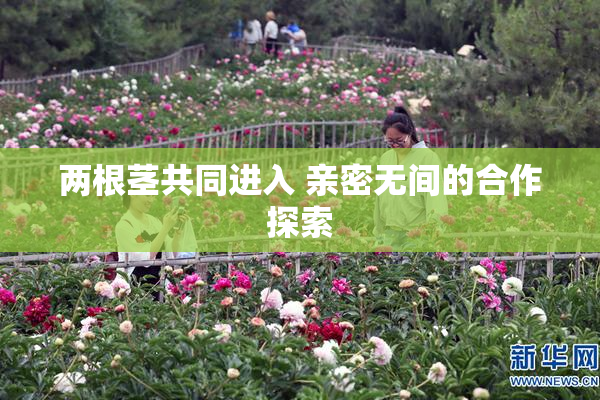 两根茎共同进入 亲密无间的合作探索